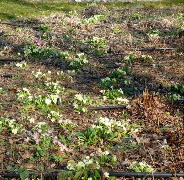 Jardin Mars